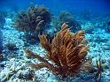 gorgone - Bonaire - Andréa 2